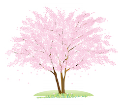 桜は夢占いで別れを暗示!? 桜が満開、散るなど６例を夢診断