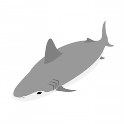 サメは夢占いで抑圧のサイン？サメと泳ぐ・逃げるなど７例を診断