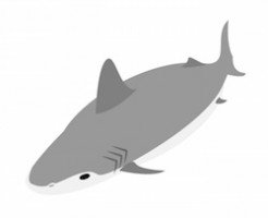 shark
